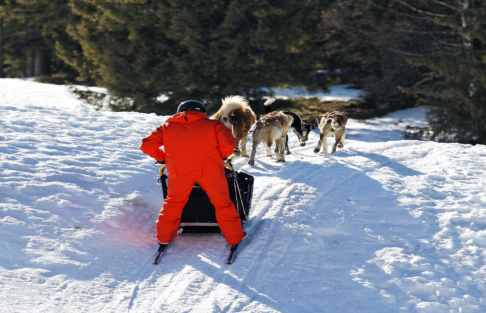 trineo de huskies canada